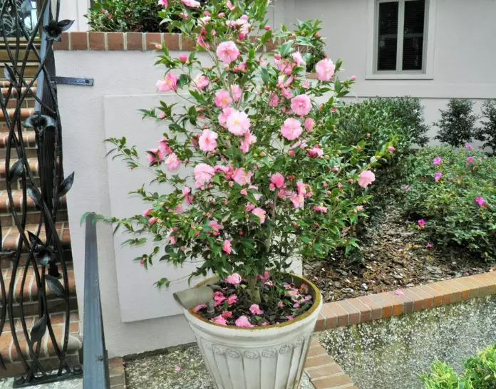 camellia tree care