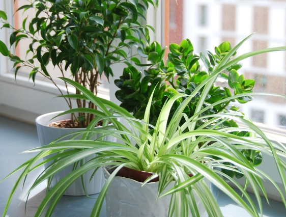 names of indoor plants