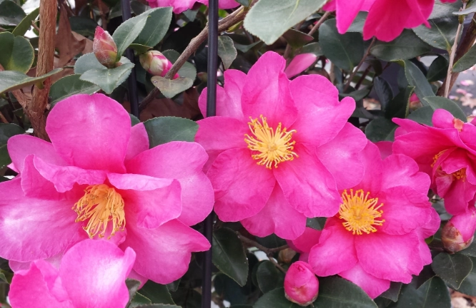 camellia tree care