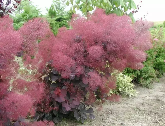 smoke bush varieties smoke bush varieties