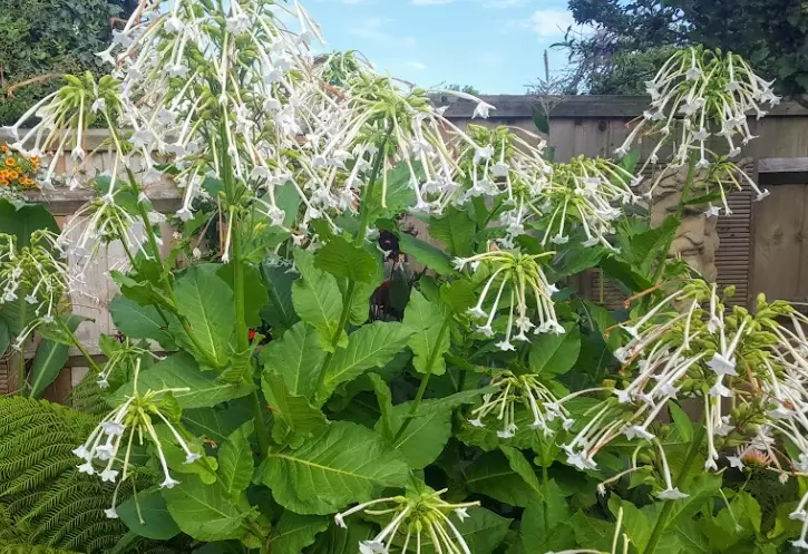 nicotiana plant