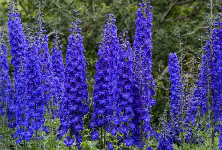 delphinium flower colors