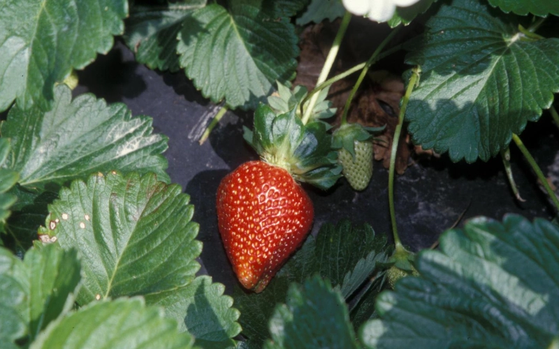 Fragaria genus