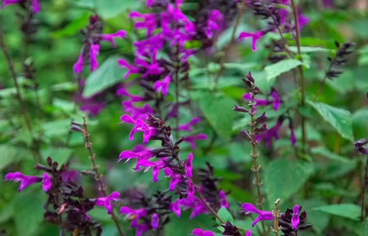 perennial salvias perennial salvias