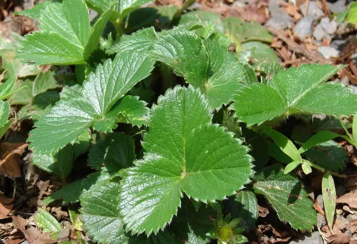 strawberry plant species