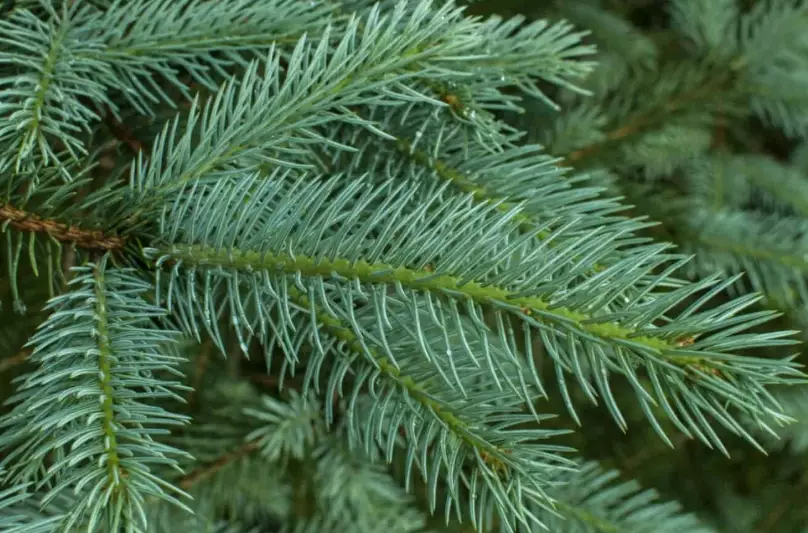 spruce tree identification