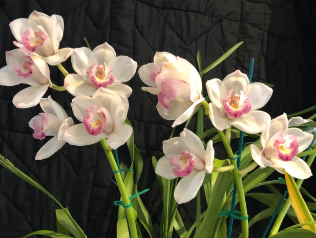 Cymbidium varieties Cymbidium varieties