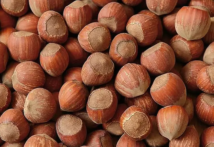 filbert vs hazelnut filbert vs hazelnut