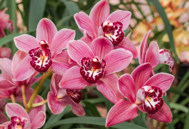 Cymbidium orchids Cymbidium orchids