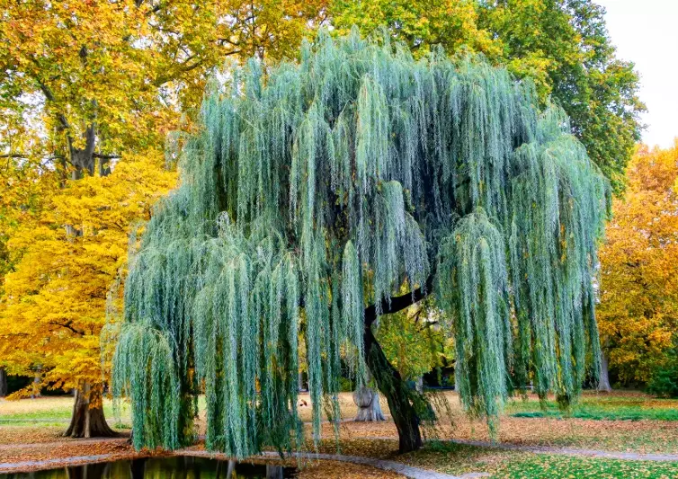 planting willow bushes