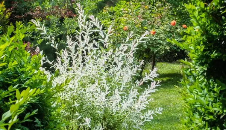 willow species identification willow species identification