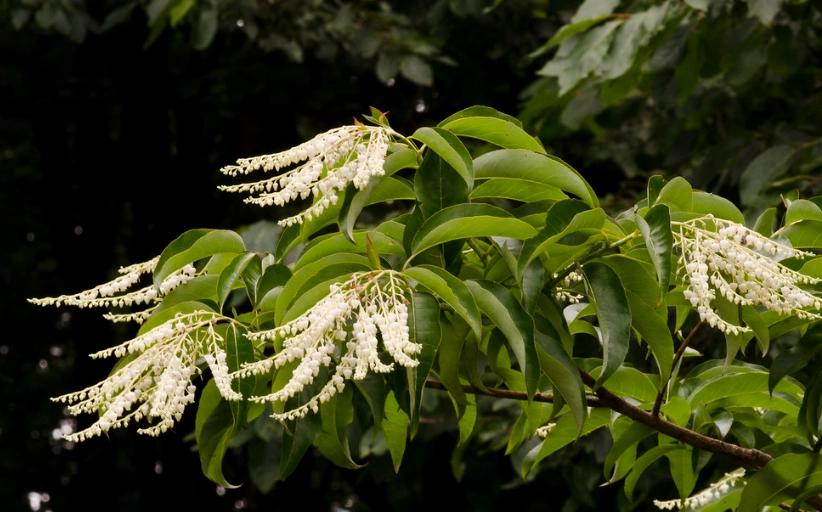 sourwood tree care sourwood tree care