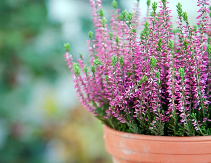 heather plant heather plant