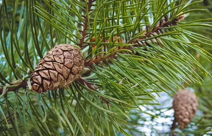 types of spruce trees