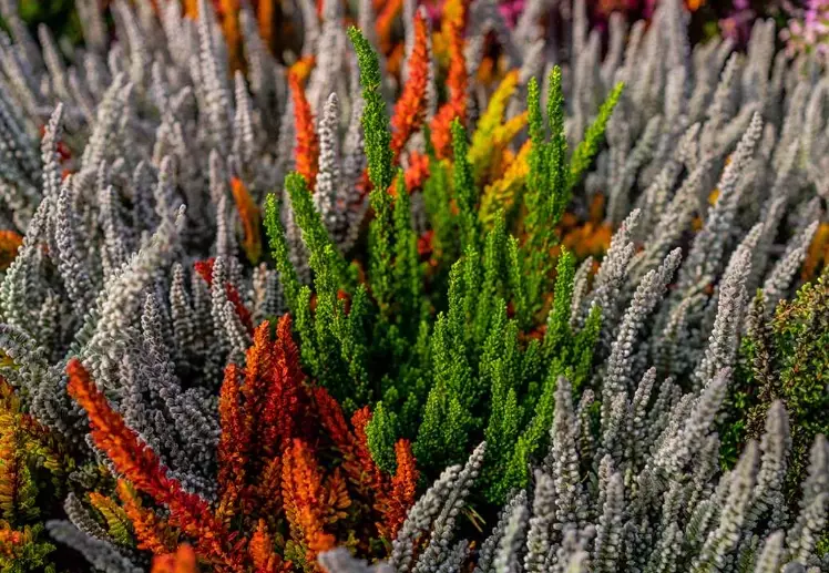 heather bush care heather bush care