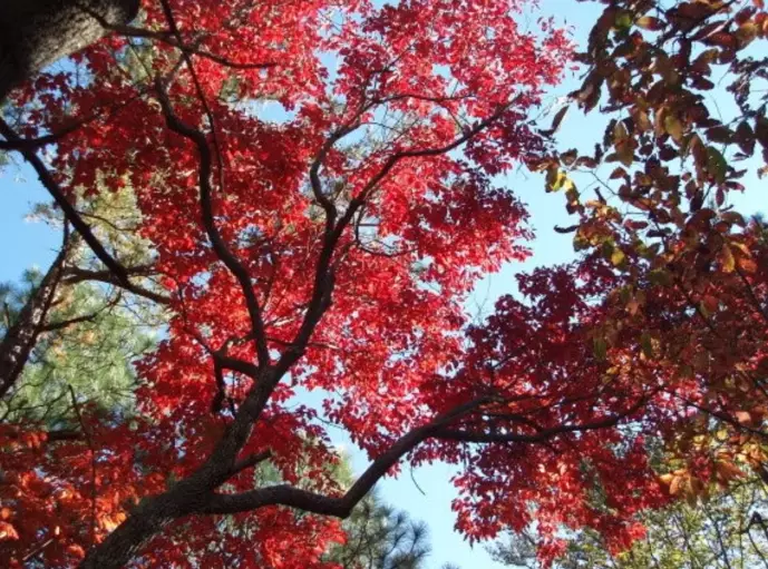 sourwood honey benefits sourwood honey benefits