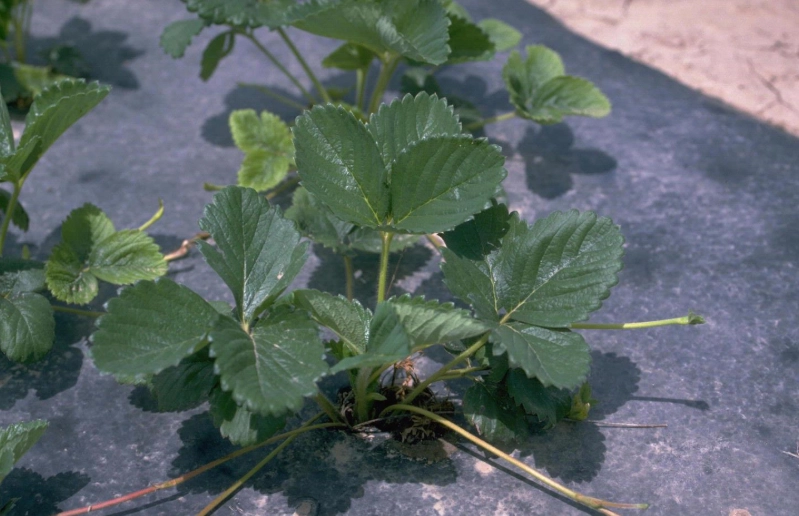 strawberry plant species