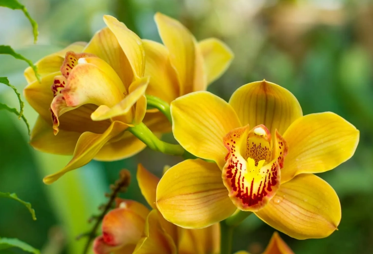 Cymbidium varieties Cymbidium varieties