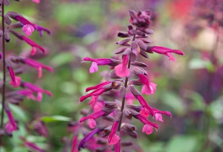 salvia varieties salvia varieties
