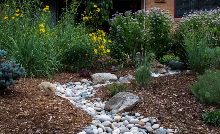 drought tolerant plants