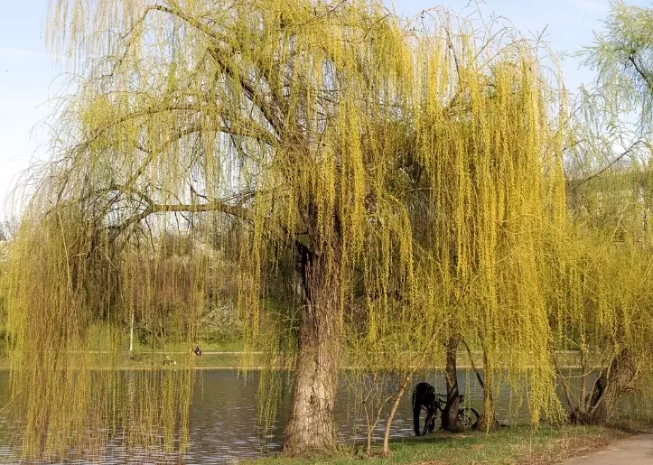 willow tree varieties willow tree varieties