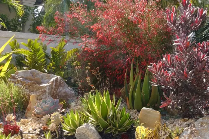 low water landscaping