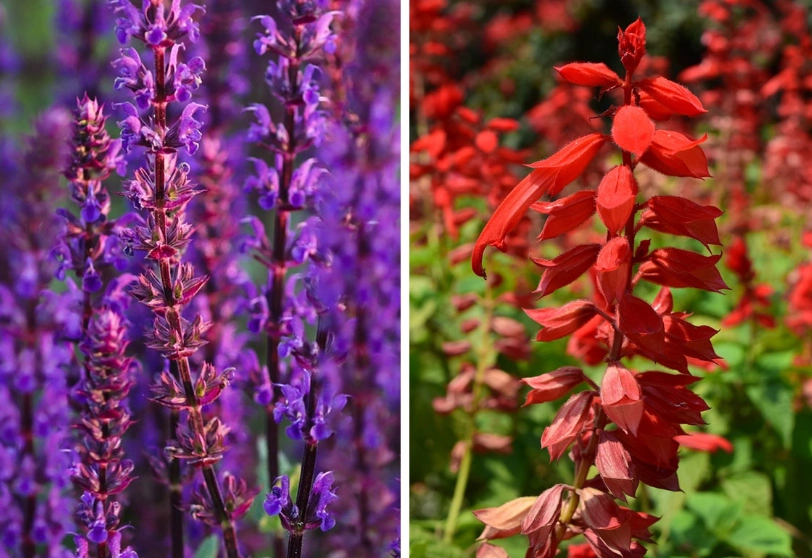 perennial salvias perennial salvias