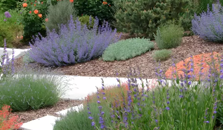 low water landscaping