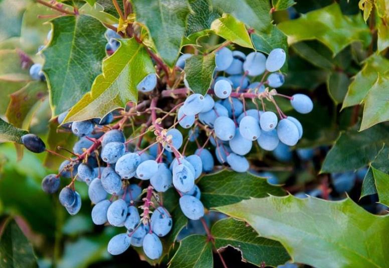 tall oregon grape care