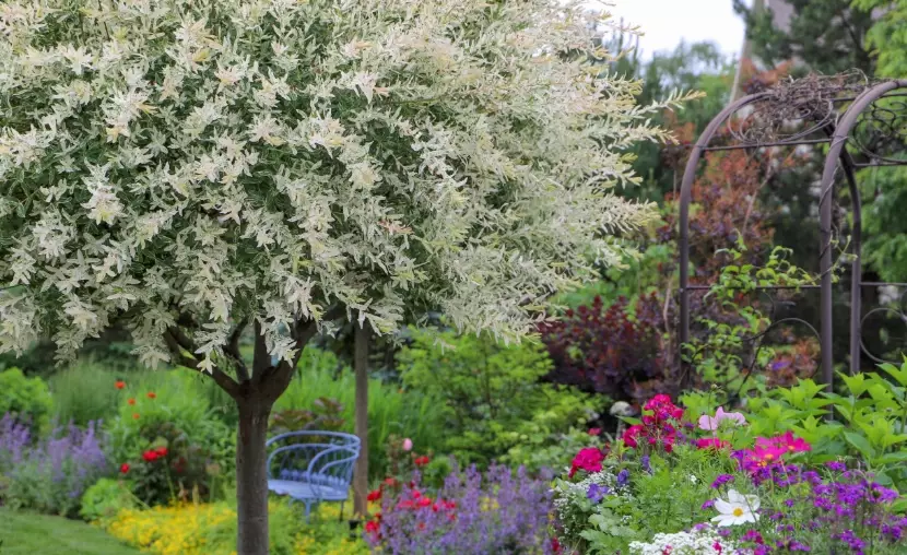 dwarf willow varieties