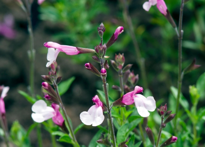 perennial salvias perennial salvias