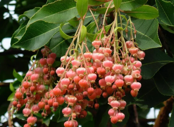 Oxydendrum arboreum planting Oxydendrum arboreum planting