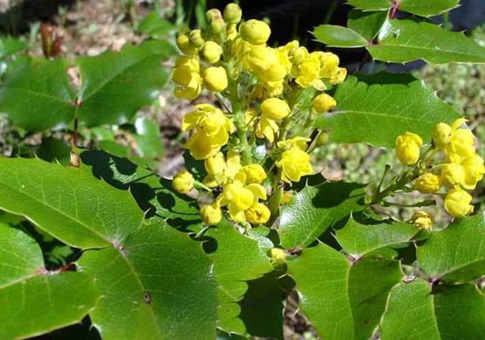 tall oregon grape care