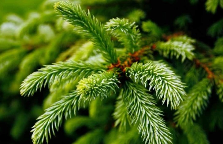 spruce tree identification