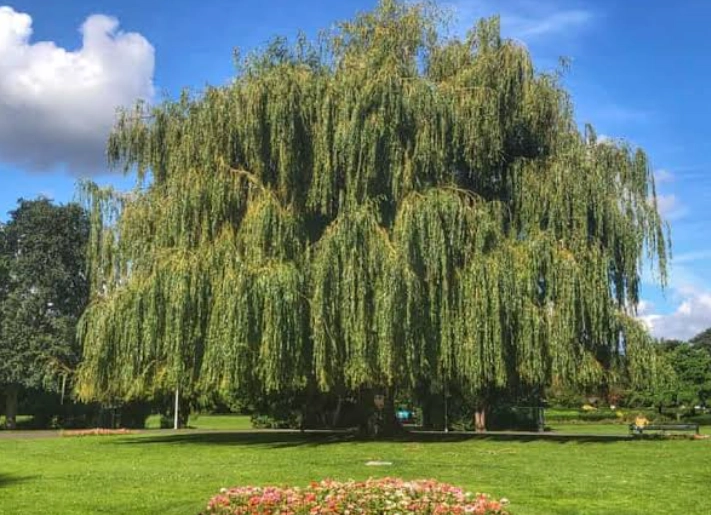 types of willow trees types of willow trees