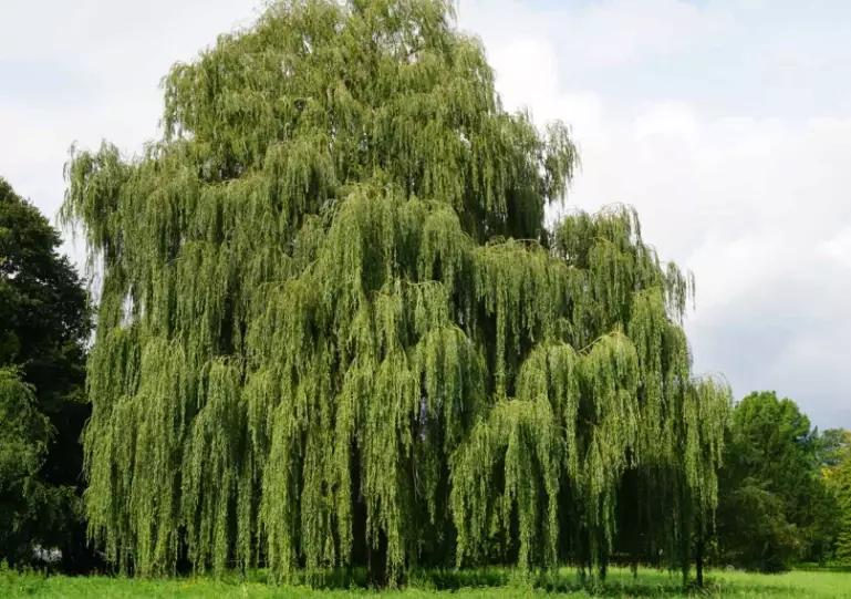 willow tree varieties willow tree varieties
