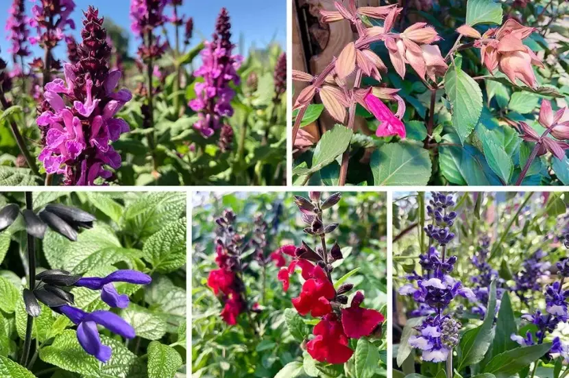 salvia varieties salvia varieties