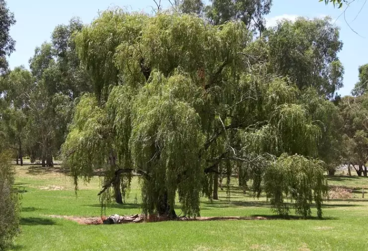 willow species identification willow species identification