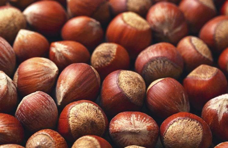 filbert vs hazelnut filbert vs hazelnut