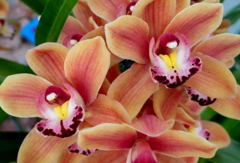 Cymbidium orchids Cymbidium orchids