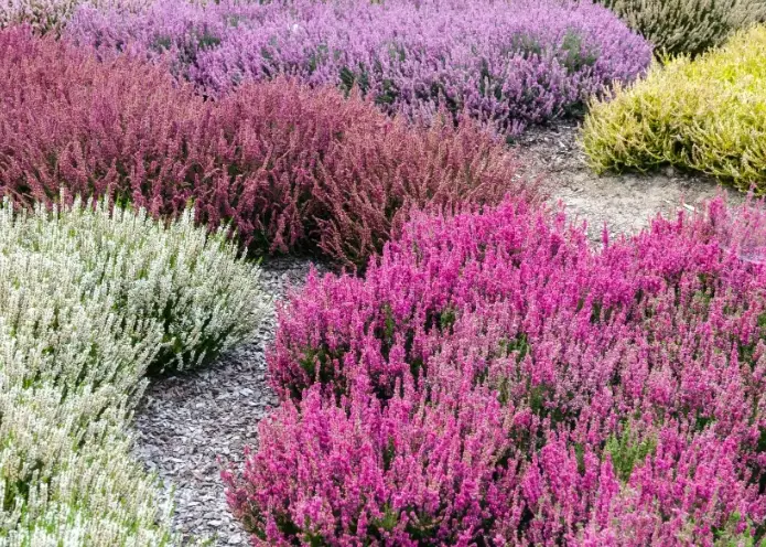 winter flowering shrubs winter flowering shrubs