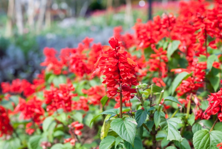 salvia varieties salvia varieties