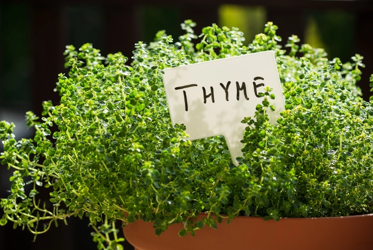 thyme varieties thyme varieties