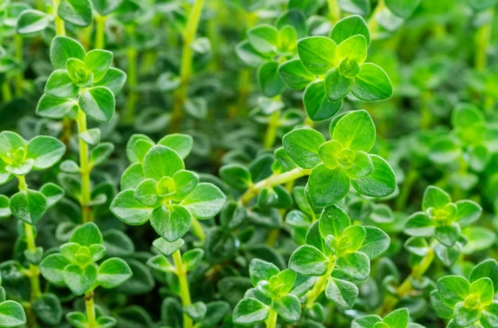 culinary thyme plants culinary thyme plants