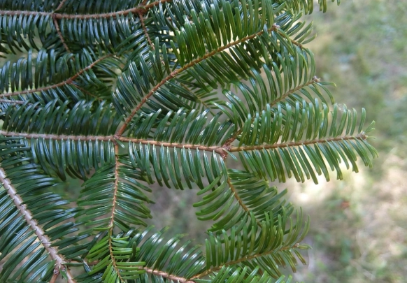grand fir christmas tree