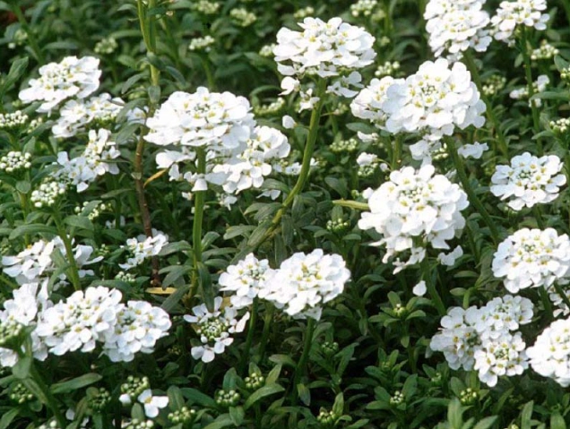 how to grow candytuft how to grow candytuft