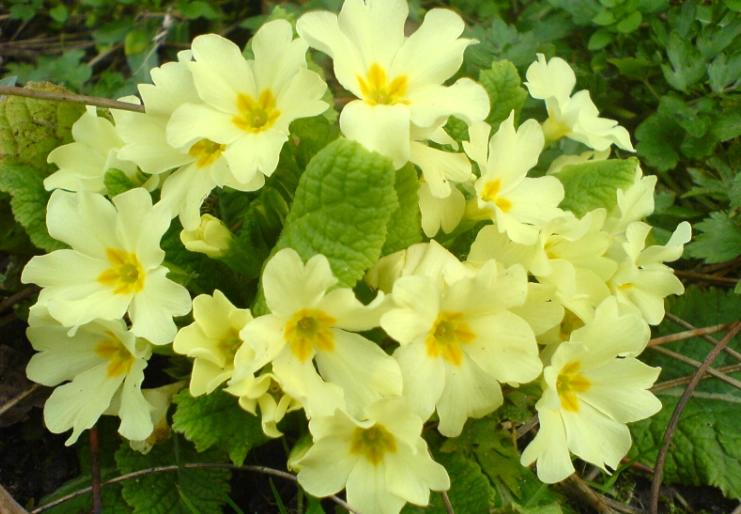 primrose perennial