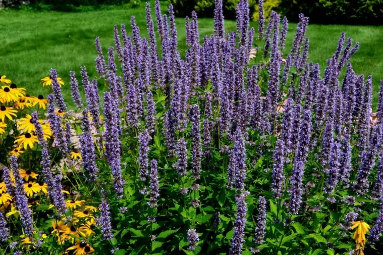 anise hyssop uses anise hyssop uses