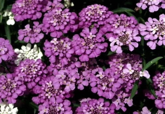 how to grow candytuft how to grow candytuft