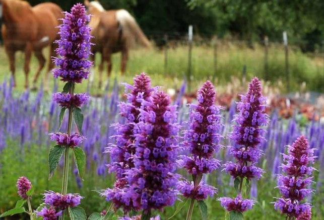Agastache foeniculum care Agastache foeniculum care